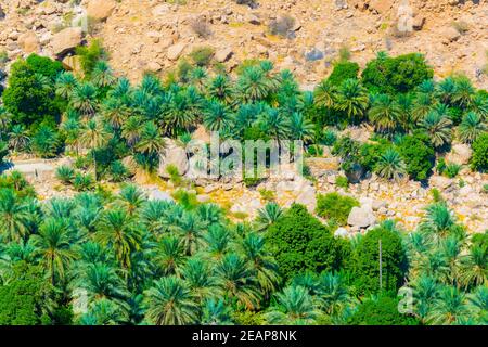 Palmiers dans le wadi tiwi avec une falaise abrupte en arrière-plan en Oman. Banque D'Images