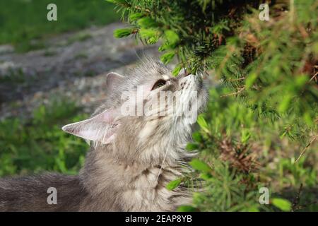 Doux chat gris appréciant les parfums de verdure printanière Banque D'Images