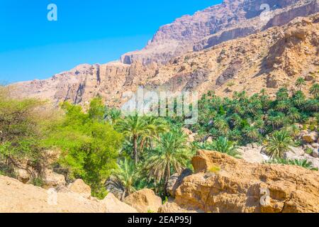 Palmiers dans le wadi tiwi avec une falaise abrupte en arrière-plan en Oman. Banque D'Images