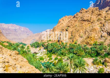 Palmiers dans le wadi tiwi avec une falaise abrupte en arrière-plan en Oman. Banque D'Images