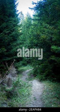 Chemin plein de racines au milieu de forêts de conifères en bois, entouré de buissons verts, d'arbres et de fougères en Roumanie Banque D'Images