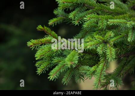 Branches vertes d'un arbre à fourrure ou d'un pin. Gros plan sur une branche de sapin. Flou d'arrière-plan Banque D'Images