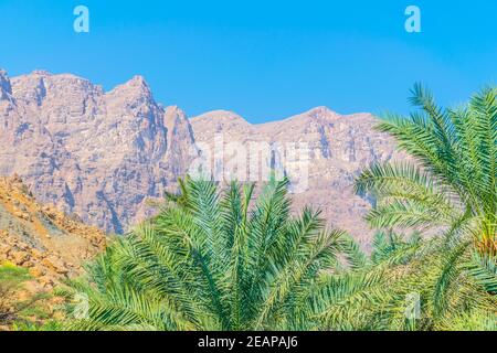 Palmiers dans le wadi tiwi avec une falaise abrupte en arrière-plan en Oman. Banque D'Images