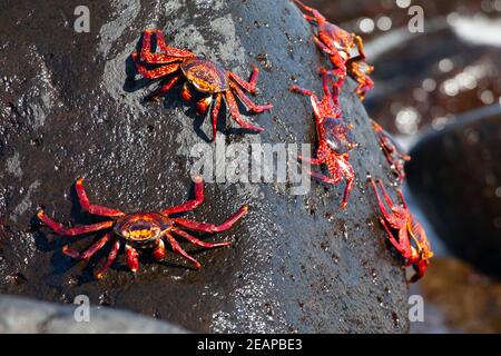 Un groupe de Sally Lightfoot Crab, Grapsus Grapsus, dans les Galapagos Banque D'Images