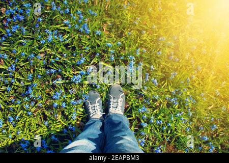 Pieds debout sur Scilla fleurs dans le parc Banque D'Images