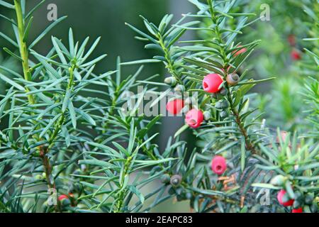 Fruits de Taxus baccata entre les branches vertes Banque D'Images