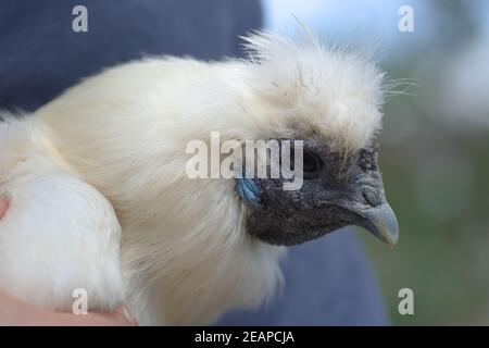 5 - Super gros plan blanc Silkie tête de poulet portrait. Banque D'Images