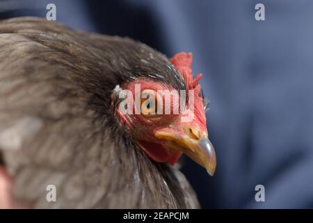 1 - Super gros plan portrait de gris animal poulet bantam de pekin Banque D'Images