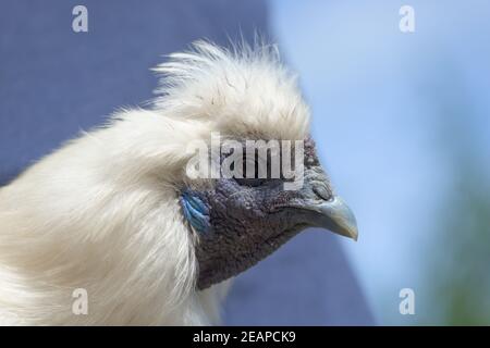 2 - Super gros plan blanc Silkie tête de poulet portrait. Banque D'Images