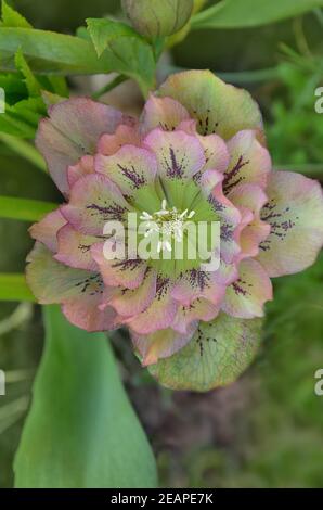 Fleurs de la rose de Noël ou de la rose de Lenten ou de la rose des neiges. Double hellebore rose Helleborus Double Ellen fleur blanche tachetée poussant dans le jardin d'hiver à la fin Banque D'Images