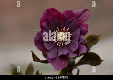 Hellebore plantant dans le jardin à mi-ombre. Rose de Noël ou rose de Lenten ou fleurs de rose de neige.Comment faire pousser des hellébores. Banque D'Images