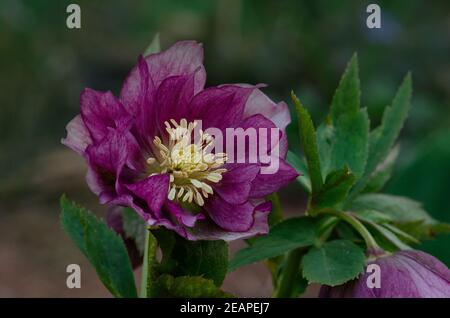 Hellebore plantant dans le jardin à mi-ombre. Rose de Noël ou rose de Lenten ou fleurs de rose de neige.Comment faire pousser des hellébores. Banque D'Images