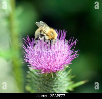 Kratzdistel Ackerhummel Bombus Pascuorum Hummel Banque D'Images