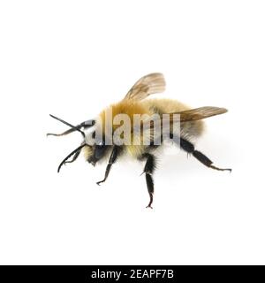 Ackerhummel, Bombus Pascuorum, Hummel Banque D'Images