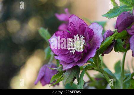 La rose de Lenten ou les fleurs hellébore Double Ellen Picotee qui notent naturellement. Plante Evergreen hellebore rose fleur ou lenten rose. flo hiver toxique Banque D'Images
