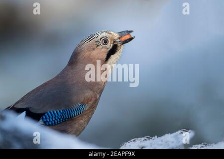 Gros plan d'un oiseau de geai eurasien Garrulus glandarius par temps neigeux avec une arachide dans son bec Banque D'Images