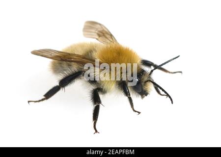 Ackerhummel, Bombus Pascuorum, Hummel Banque D'Images