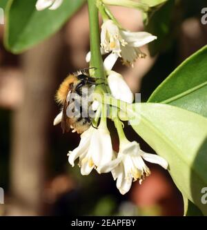 Bombus pascuorum, Ackerhummel, Hummel, Insekt Banque D'Images