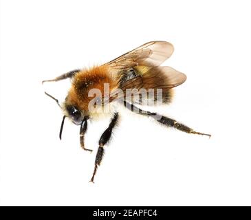 Bombus pascuorum, Ackerhummel, Hummel, Insekt Banque D'Images