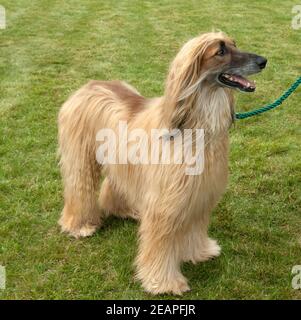 Le Windhund afghan Banque D'Images