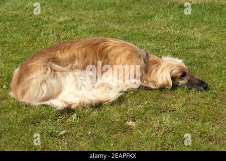 Le Windhund afghan Banque D'Images