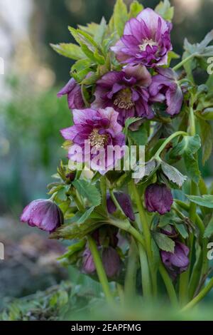 La rose de Lenten ou les fleurs hellébore Double Ellen Picotee qui notent naturellement. Densément double grande fleur de rose de Noël. Hellébores appartenant à Banque D'Images