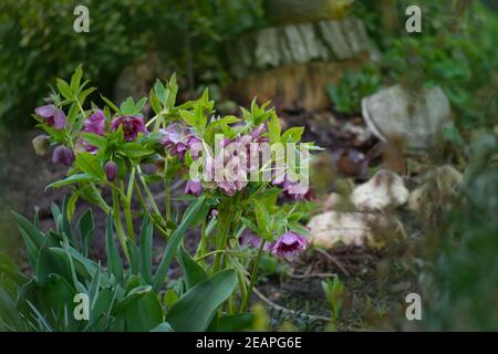 Helleborus niger dans un jardin boisé. Fleur de rose Helleborus dans le jardin au printemps. Rose d'hiver ou fleur rose de Noël Double Ellen Pink. Banque D'Images