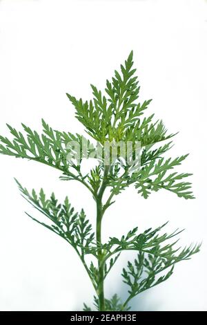 Ambrosia, Ambrosia artemisiifolia Banque D'Images