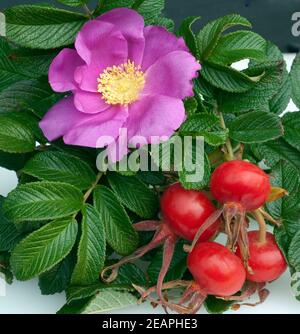 Apfelrose, rugosa-Rose, Rosa rugosa, Wildrose Banque D'Images