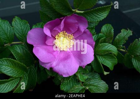 Apfelrose, rugosa-Rose, Rosa rugosa, Wildrose Banque D'Images