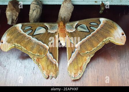 Atlasfalter, Atlasspinner, atlas Attacus Banque D'Images