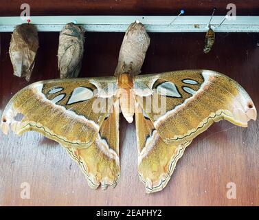 Atlasfalter, Atlasspinner, atlas Attacus Banque D'Images