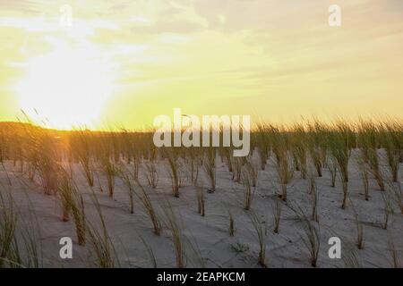 La dune de la merveilleuse Zempin avec de l'herbe de dune fraîchement planté au coucher du soleil. Banque D'Images