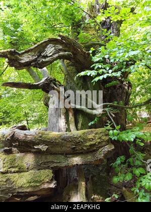 Urwald Sababurg, Reinhardswald, Banque D'Images