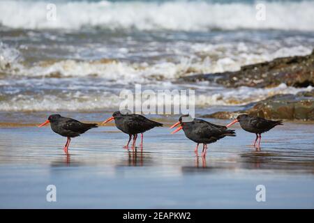 L'huîtrier variable dans une ligne Banque D'Images