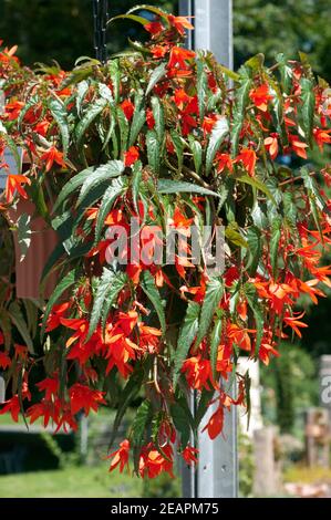 Haengegonie, Begonia, boliviensis, Bonfire Banque D'Images