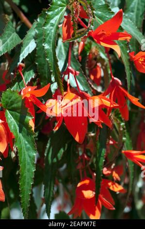 Haengegonie, Begonia, boliviensis, Bonfire Banque D'Images