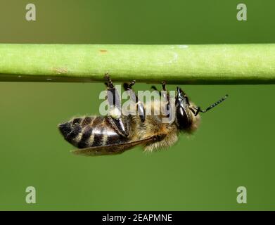 Biene, Pollenhoeschen, Apis mellifera, Banque D'Images