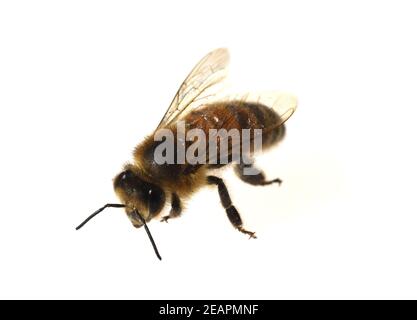 Bienen, API, mellifera Banque D'Images