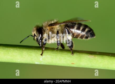 Biene, Pollenhoeschen, Apis mellifera, Banque D'Images