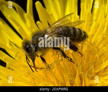 Biene Loewenzahn Taraxacum, officinale Wiesenpflanze, Banque D'Images