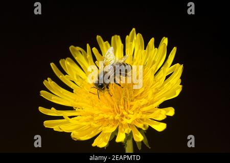 Biene Loewenzahn Taraxacum, officinale Wiesenpflanze, Banque D'Images