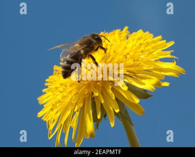 Biene Loewenzahn Taraxacum officinale Banque D'Images