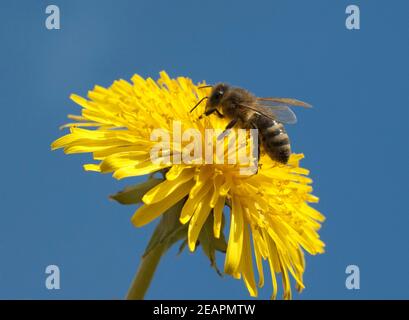 Biene Loewenzahn Taraxacum officinale Banque D'Images