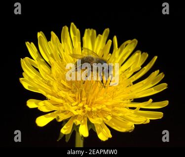 Biene Loewenzahn Taraxacum, officinale Wiesenpflanze, Banque D'Images