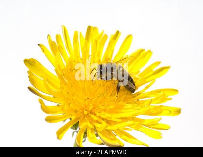 Biene Loewenzahn Taraxacum, officinale Wiesenpflanze, Banque D'Images