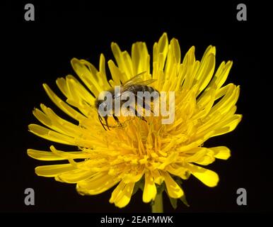 Biene Loewenzahn Taraxacum, officinale Wiesenpflanze, Banque D'Images