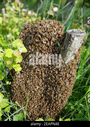 Bienenschwarm, Bienen, APIS mellifera Banque D'Images