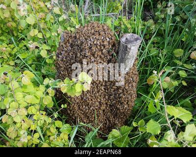 Bienenschwarm, Bienen, APIS mellifera Banque D'Images