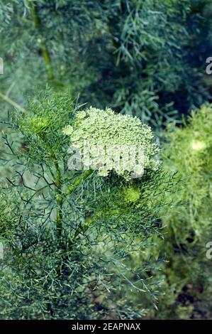 Bischofskraut, Ammi visnaga, Ammi, Khella Banque D'Images